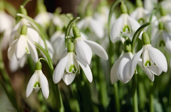 Vita Snödroppar Växer Fältet Våren Kalla Februari — Stockfoto