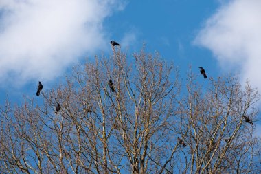 Bir kaç siyah karga kışın çıplak bir ağacın tepesinde oturuyor mavi gökyüzüne ve bulutlara karşı.