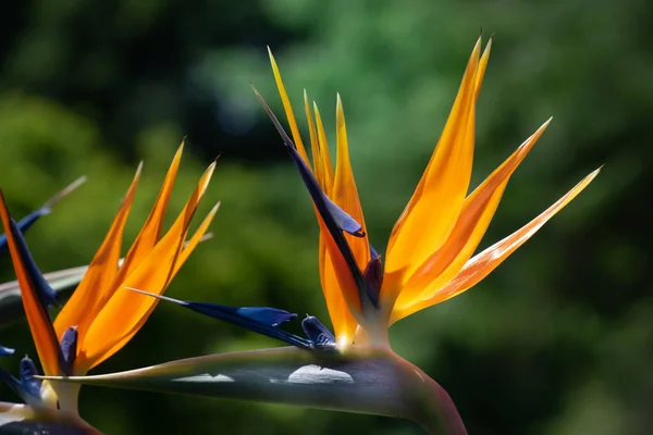 Κοντινό Πλάνο Ενός Λαμπρού Πορτοκαλί Ανθισμένου Πουλιού Παραδεισένιου Λουλουδιού Strelitzia — Φωτογραφία Αρχείου