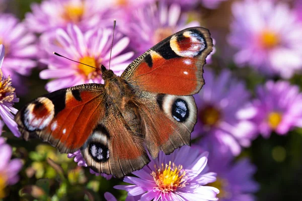 ヨーロッパではカラフルな蝶 クジャク蝶 Aglais のクローズアップ 紫色の開花期に座っています — ストック写真