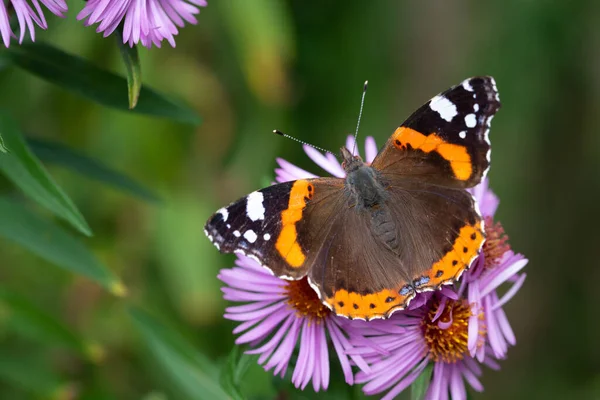 Een Vlinder Een Admiraal Vanessa Atalanta Zit Paarse Asters Tegen — Stockfoto