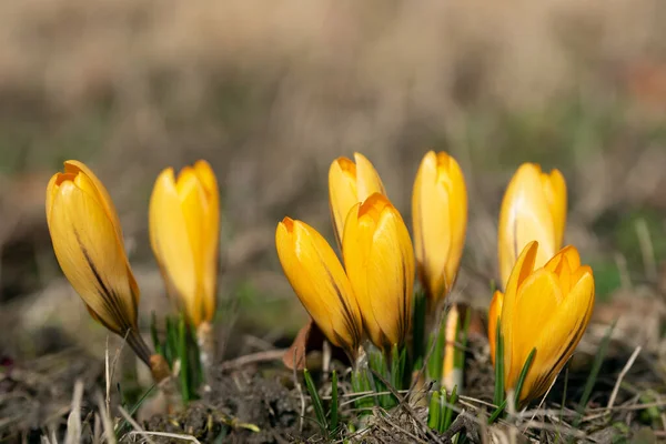 Zbliżenie Żółtego Krokusa Rosnącego Wiosną Polu Jasnym Tle — Zdjęcie stockowe