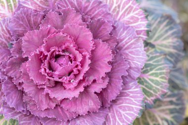 Çiçek gibi açık pembe ve yeşil bir lahananın ayrıntıları ve arka planı