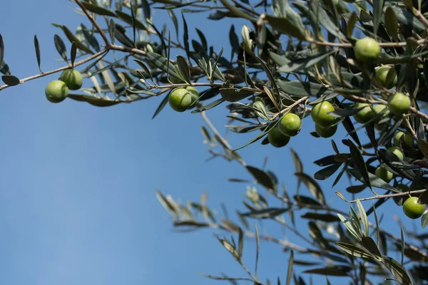 Dettaglio Ulivo Con Olive Verdi Appese Suoi Rami Contro Cielo — Foto Stock