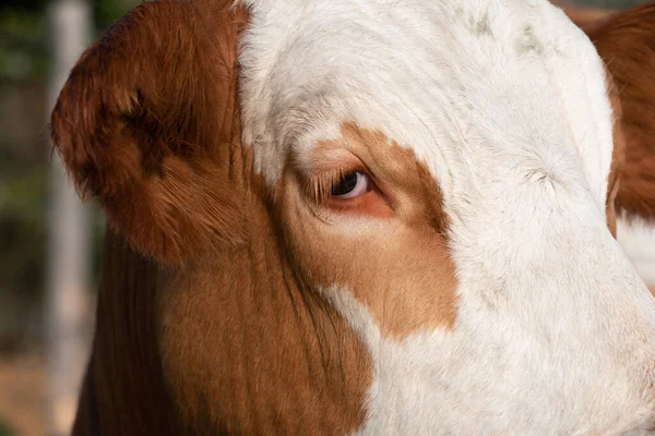 Nahaufnahme Und Detailaufnahme Des Kopfes Einer Weiß Braun Gefleckten Kuh — Stockfoto