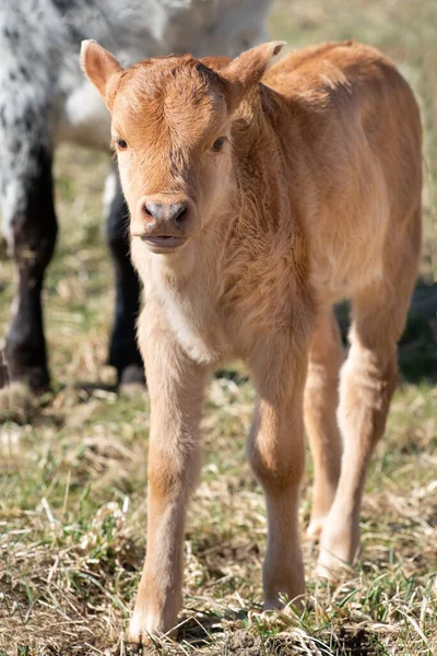 Close Small Brown Zebu Calf Standing Pasture Front Zebu Cow — Stock Photo, Image