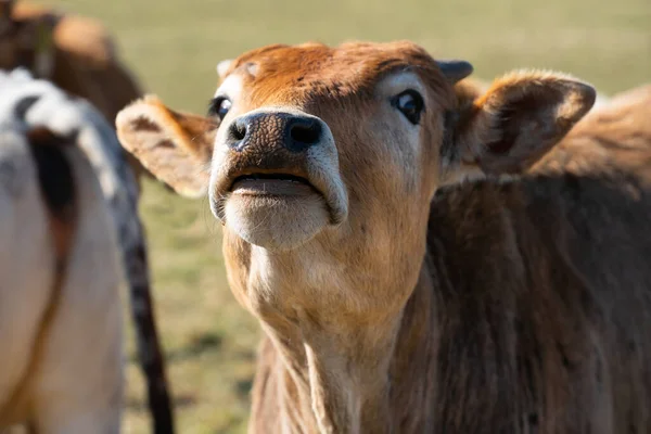 Close Head Young Brown Zebu Curiously Craning His Head Snout — Stock Photo, Image