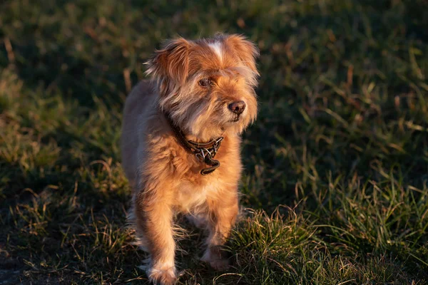 Een Kleine Harige Hond Met Bruine Vacht Staat Avondzon Voor — Stockfoto