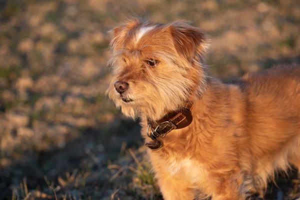 Маленькая Волосатая Собака Коричневым Мехом Стоит Перед Лугом Вечернем Солнце — стоковое фото