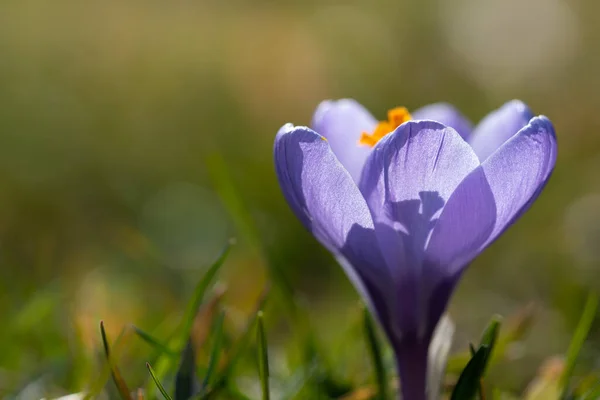 Lila Blommande Krokus Med Gula Pistiler Xer Äng Ren Med — Stockfoto