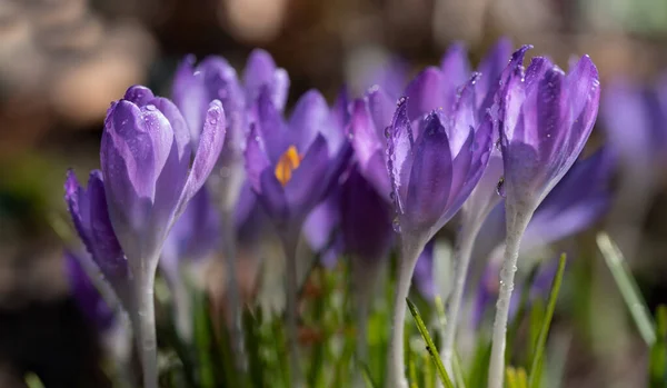 Kwitnący Purpurowy Krokus Rośnie Łące Wiosną Kroplami Wody Nim — Zdjęcie stockowe