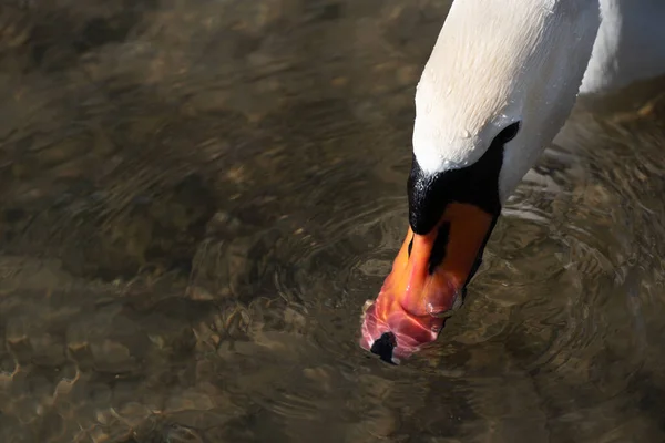 Portrait Gros Plan Cygne Blanc Plongeant Son Bec Dans Eau — Photo