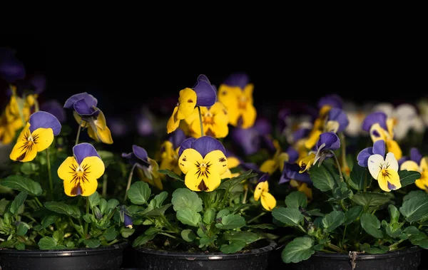 Кілька Пластикових Квіткових Горщиків Продаються Поруч Один Одним Вазонах Жовті — стокове фото