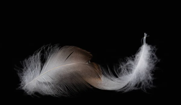 Açık renkli iki kuş tüyünün yakın plan görüntüsü.