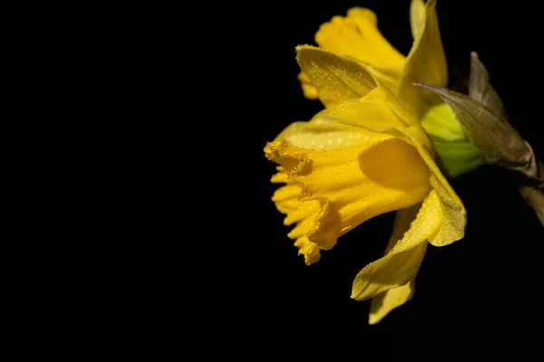 Vor Schwarzem Hintergrund Ragen Von Der Seite Leuchtend Gelbe Narzissen — Stockfoto
