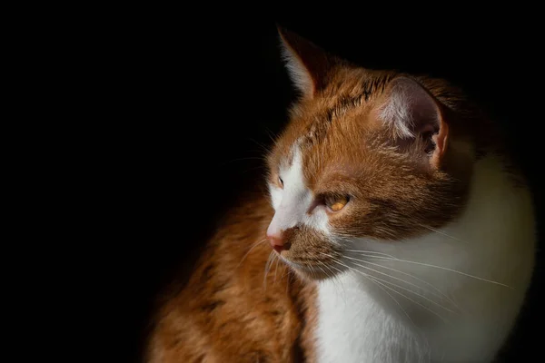 Primo Piano Ritratto Gatto Marrone Bianco Uno Sfondo Scuro Che — Foto Stock