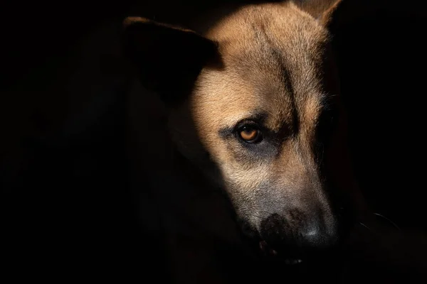 Крупный План Молодой Коричневой Большой Собаки Темной Мордой Одним Карим — стоковое фото