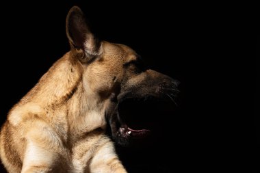 Koyu bir geçmişi olan genç kahverengi bir köpek. Portre köpeğin profilini gösteriyor, ağzı açık ve dili dışarıda, sanki yüksek sesle sesleniyormuş gibi..