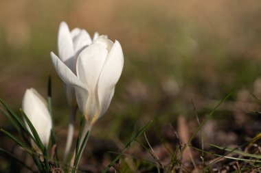 Beyaz çiçek açan kruvazör hala büyük oranda kapalı ve baharda bir çayırda. Güneş yandan parlıyor.