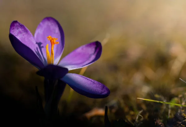 Purpurowy Krokus Kwitnący Szeroko Otwartymi Płatkami Pistil Świeci Żółto Środku — Zdjęcie stockowe