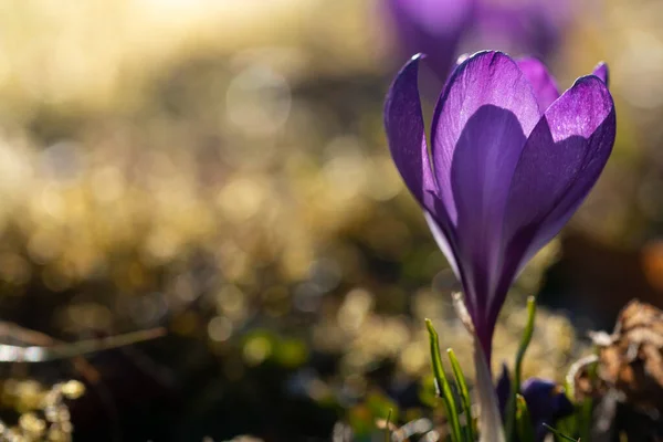 Fioletowy Kwitnący Krokus Boku Przy Świetle Wiosną Łące Słońce Świeci — Zdjęcie stockowe