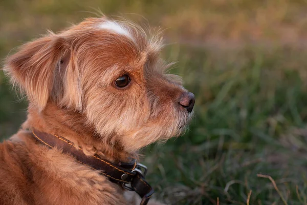 Portré Egy Kis Barna Terrier Réten Naplementekor Nézi Nap — Stock Fotó