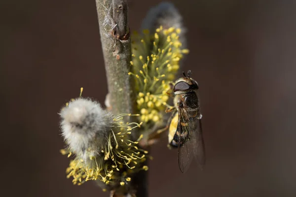 Közelkép Egy Sárga Barna Hoverfly Ágon Egy Virágzó Fűzfa Ellen — Stock Fotó