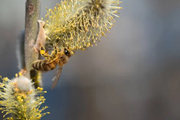 Ett Litet Honungsbi Vid Sidan Bilden Hänger Blommande Gren Pil — Stockfoto