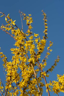 İlkbaharda sarı bir çiçeğin dalları portre biçiminde mavi bir gökyüzüne karşı.