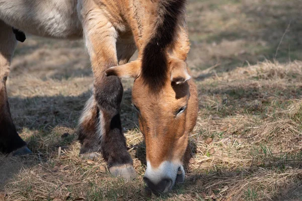 Язати Дикого Коня Коня Пшевальського Шукаючи Їжу Koenigsbrunner Heide Біля — стокове фото