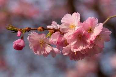 Çiçek açmış pembe kiraz çiçeklerine yakın sarı polenler, mavi bir gökyüzüne karşı kiraz ağacında.