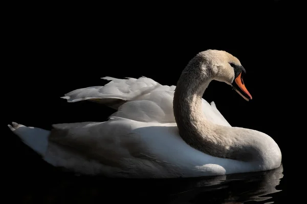 White Swan Swims Dark Water Dark Background — Zdjęcie stockowe