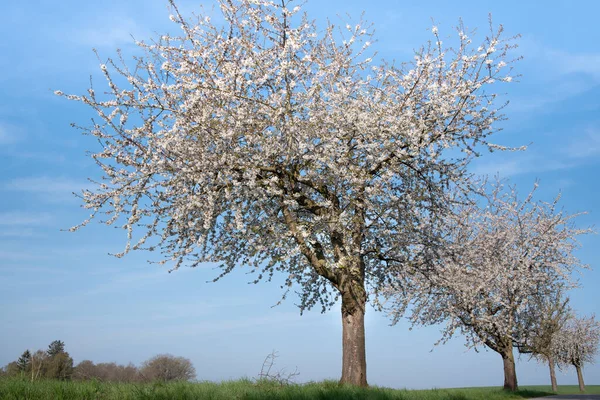 Tre Vita Blommande Körsbärsträd Står Sidan Vägen Intill Grön Äng — Stockfoto