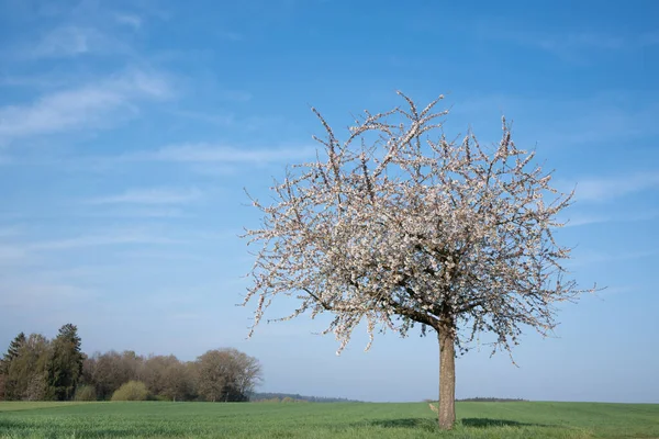 Ett Vitt Blommande Körsbärsträd Står Bredvid Grön Äng Mot Blå — Stockfoto