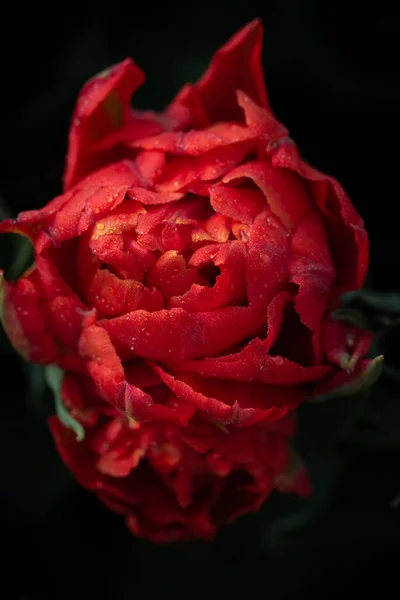 Close View Red Flowering Tulip Covered Small Drops Water Dark — Fotografie, imagine de stoc