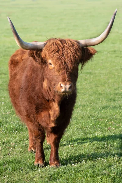 갈색의 소가긴 가지고 목초지에 있으며 카메라 초상화가 그려져 — 스톡 사진