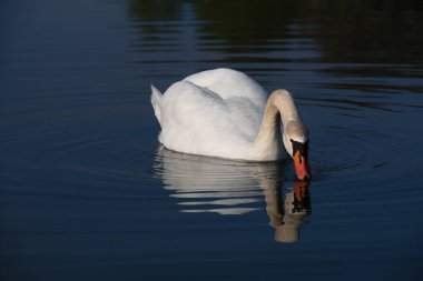Büyük beyaz bir kuğu bir su kütlesi üzerinde yüzer. Kuğu suya yansıtılır. Yüzükler kuğunun etrafında oluşur..
