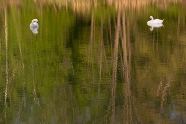 Ağaçlar iki kuğunun yüzdüğü ve aynı zamanda yansıtıldığı bir göle yansıtılır. Küçük dalgaları ve ışığın yansımasını görebilirsiniz..