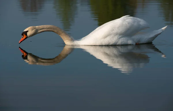 Great White Swan Swims Body Water Swan Reflected Water Stretches — Foto Stock