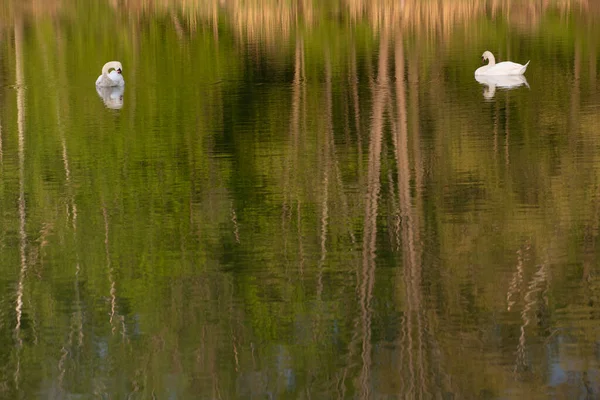 Ağaçlar iki kuğunun yüzdüğü ve aynı zamanda yansıtıldığı bir göle yansıtılır. Küçük dalgaları ve ışığın yansımasını görebilirsiniz..