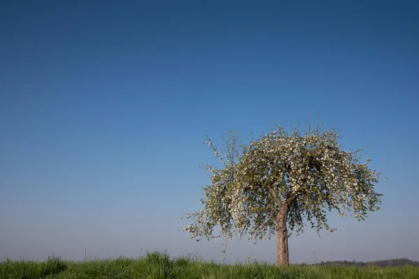 Ett Blommande Äppelträd Står Grön Äng Bakgrunden Den Blå Himlen — Stockfoto