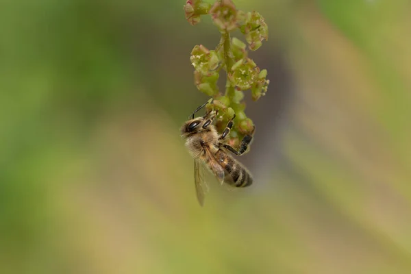 Flowers Currants Hang Bush Bee Hanging Flower Looking Pollen — Stockfoto