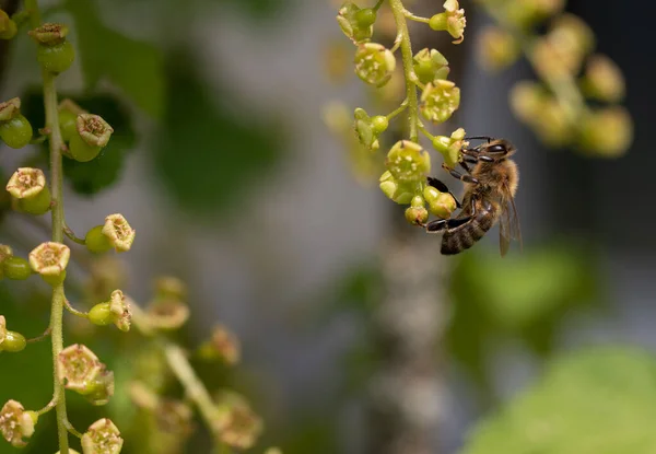 Ribizli Virága Bokron Lóg Egy Méh Lóg Egy Virágon Virágport — Stock Fotó