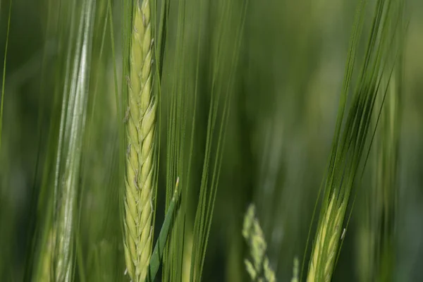 Close Green Crops Growing Field Flowers Them Grain Has Long — Stockfoto