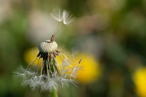 Close Dandelion Small Drops Dew Green Background Bright Patches Light — 스톡 사진