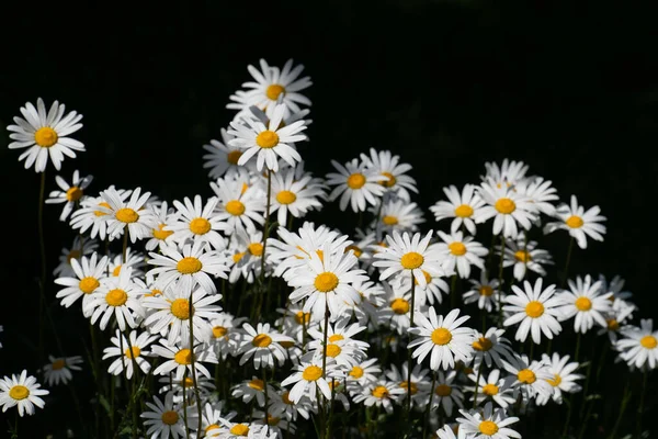 Многие Белые Маргаритки Желтой Пыльцой Посередине Растущие Бок Бок Поле — стоковое фото