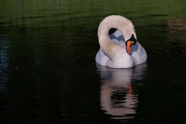 穏やかな海で白い若い白鳥は その急落に頭を傾け 彼は緑の水に反映されている — ストック写真