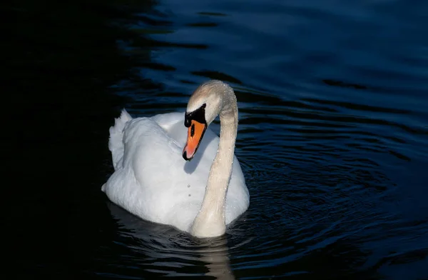 Cisne Blanco Joven Sobre Agua Azul Oscura Cisne Nada Hacia —  Fotos de Stock