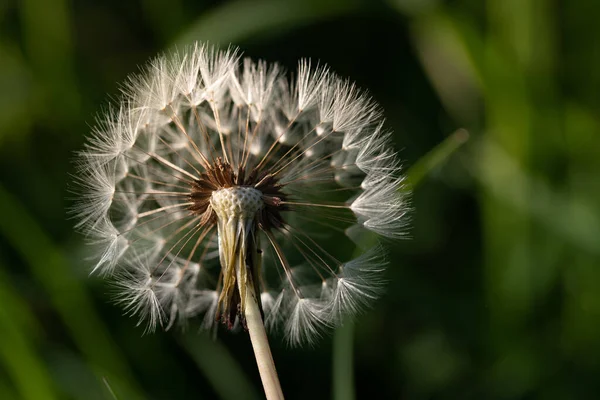 Close Dandelion Middle Green Meadow — Stock Photo, Image
