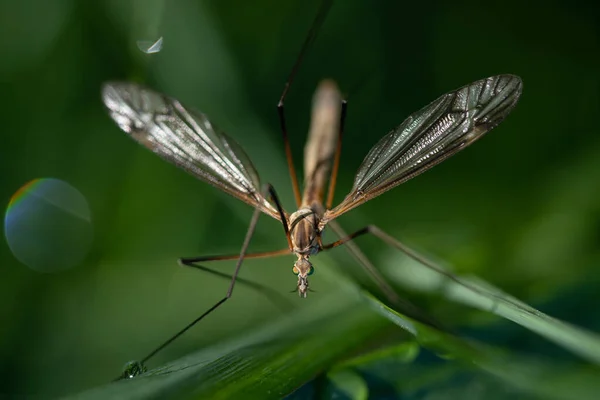 Close Cranefly Tipulidae Olhando Para Frente Ela Aparece Temerosa Com — Fotografia de Stock
